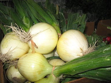 Oignons espagnols blancs