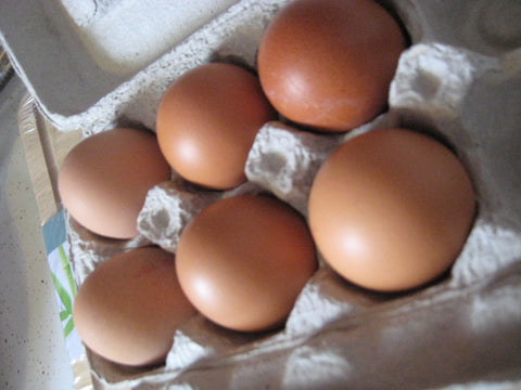 Oeufs bruns gros