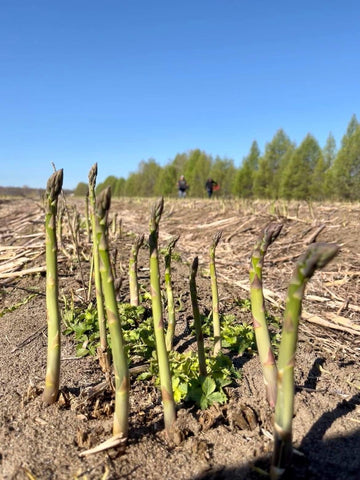 Asperges