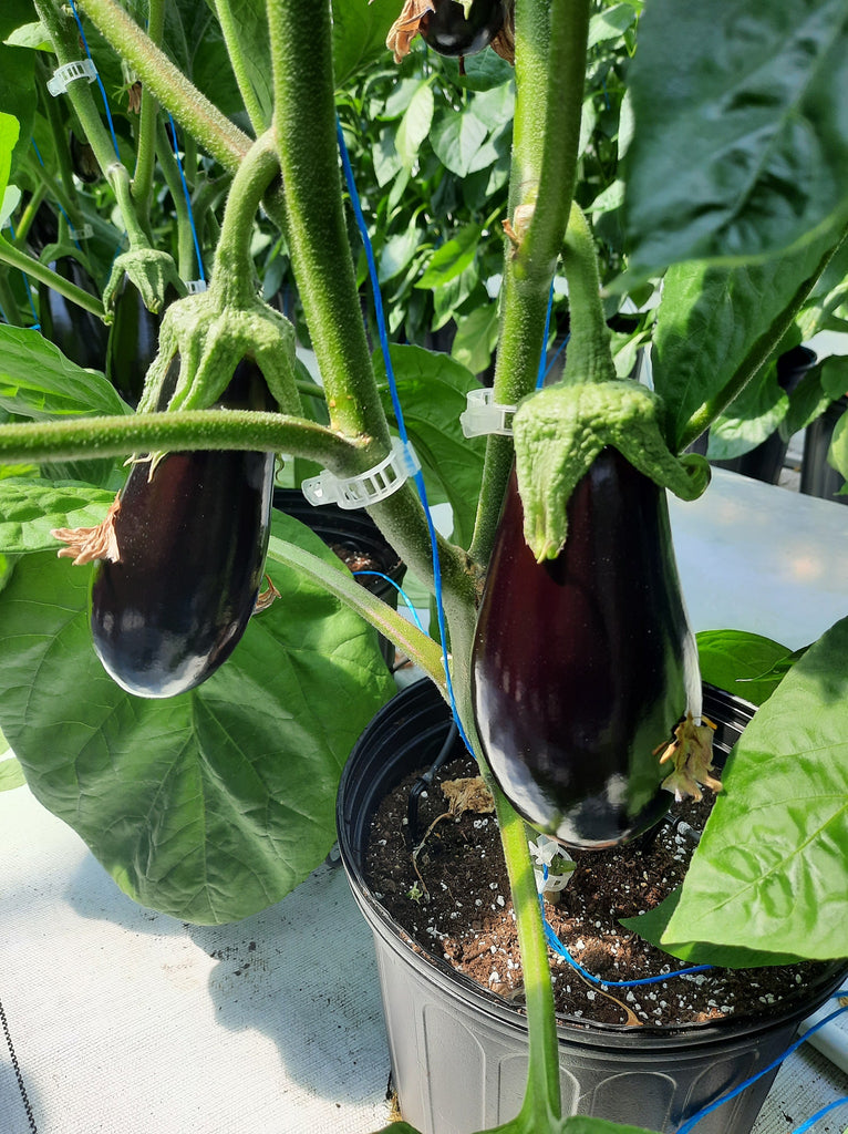 Aubergine