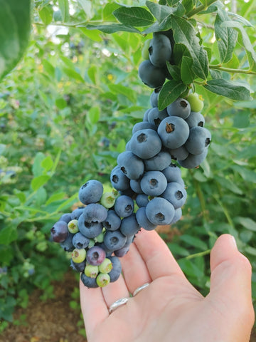 Tartinade de bleuets
