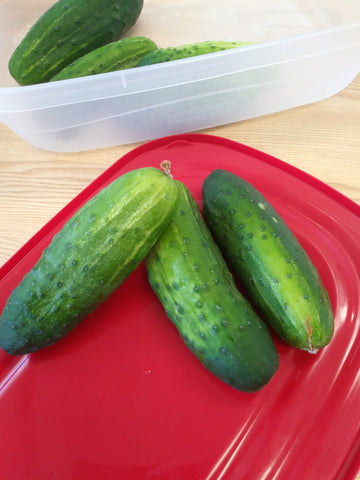 Concombres des champs