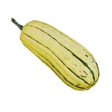 Courge Délicata