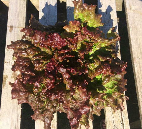 Laitue frisée rouge de serre
