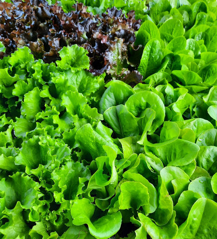 Laitue romaine de serre
