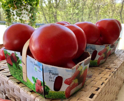 Tomates roses de serres